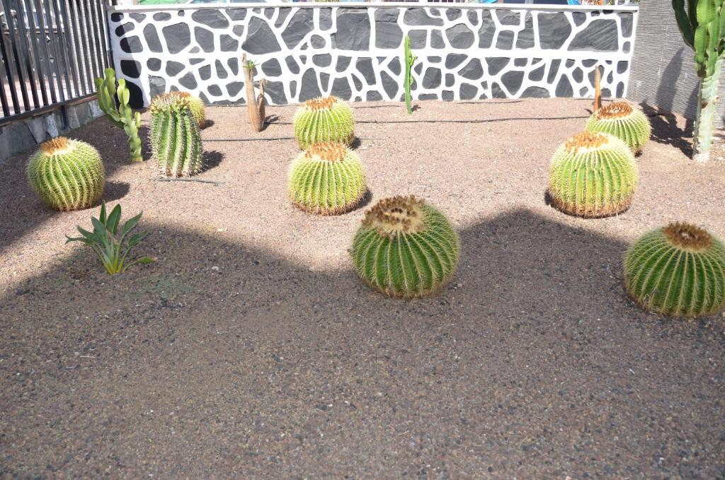 Leilighet Cactus Playa del Inglés